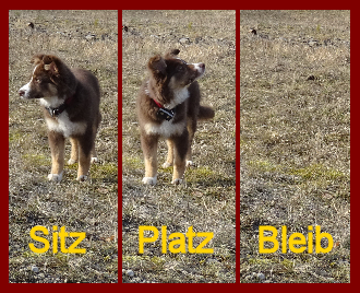Foto Sitz Platz Bleib