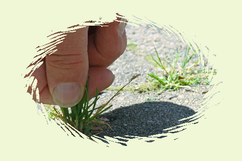 Unkraut GIF